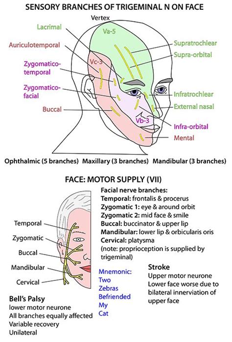Head And Neck Nerves Cranial Vii Supplying Face Nerve Anatomy