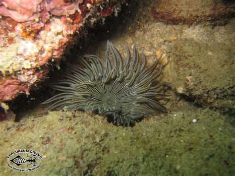 Phymanthus Species Sea Anemones Chaloklum Diving Koh
