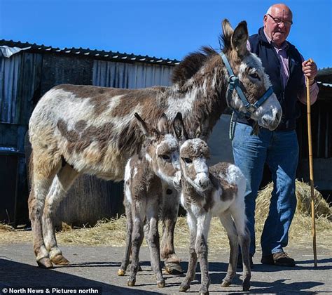 Donkey Gives Birth To Britains Only Known Living Twins Who Have Now