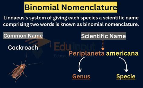 An Overview Of Binomial Nomenclature And Its Rules