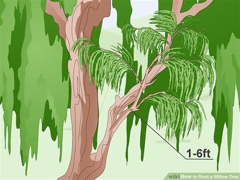 How To Root A Willow Tree With Pictures Wikihow