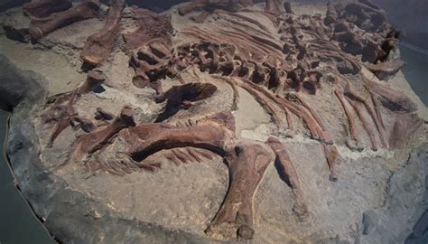 Importance Of Fossils Sciencing