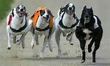 Greyhound Racing Betting Terms Images
