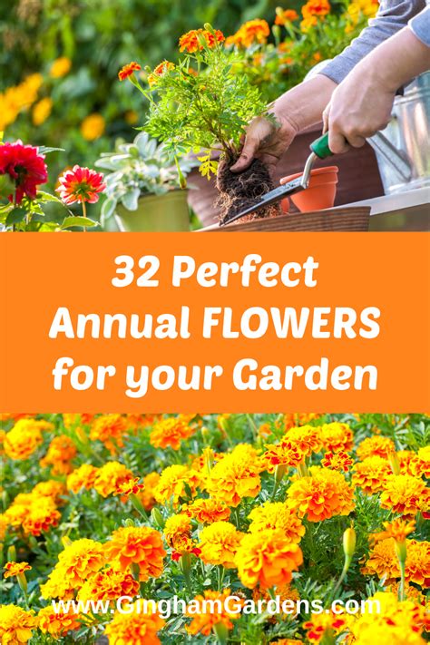 We've pulled together a gallery of the best annual vines. The Best Annual Flowers - Gingham Gardens in 2020 | Annual ...