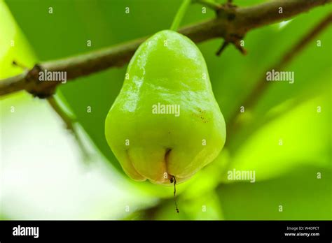 Syzygium Malaccense Jamrul Fruit Malay Apple Stock Photo Alamy