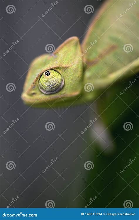 Green Chameleon Close Up With Big Eyes Sitting On A Branch And Holding