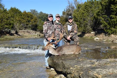 Fallow Deer Hunts In Texas Rock Creek Ranch