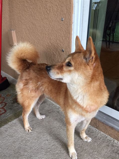 Adopted Nikki 7 Yr Old Female Red Sesame Shiba Inu Shiba Inu Rescue