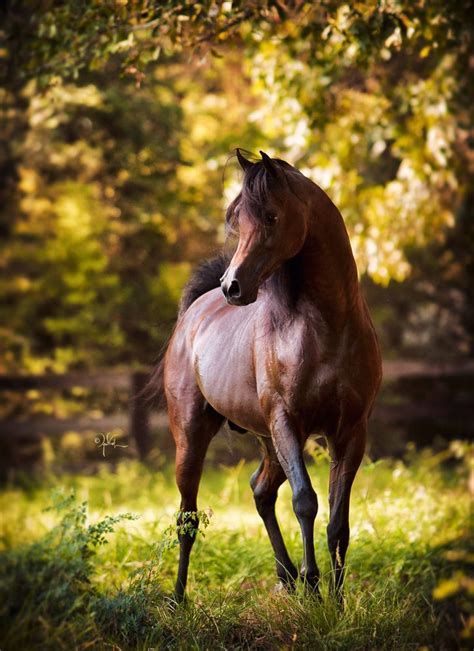 Arabian Horses Gallery Visel Horse Dressage Andalusian Horse