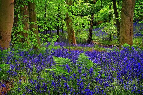 Bluebells In Woodland Photograph By Martyn Arnold Pixels