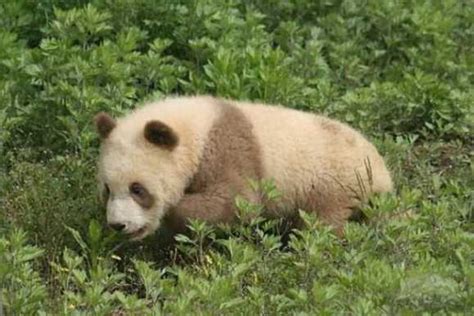 Brown Panda Facts Brown Pandas