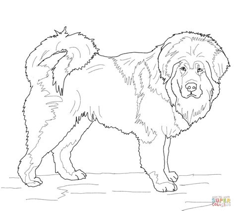 Tibetan Mastiff Coloring Page Free Printable Coloring Pages Dog