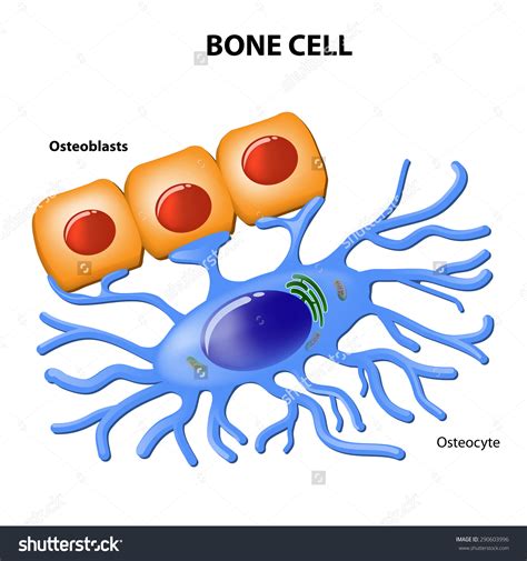 Osteocyte Clipart 20 Free Cliparts Download Images On Clipground 2022