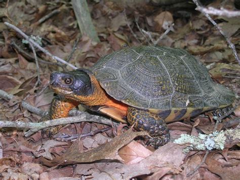 Species Spotlight Wood Turtles Friends Of Blackwater