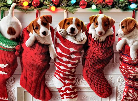 Christmas Wallpaper Dogs And Cats