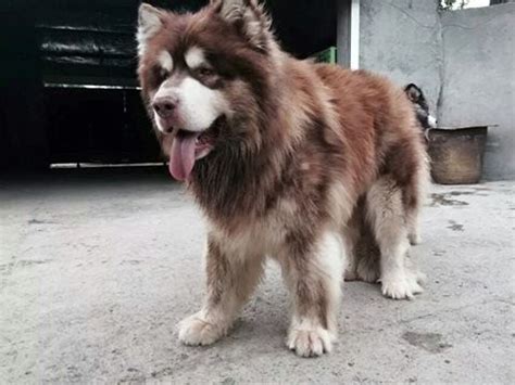 Or use the advanced options below. Perfect Pedigree Thailand's Pedigree Male Giant Alaskan ...