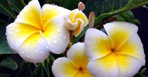 Il mondo delle piante a portata di click! Due giorni dedicati alla pianta più bella del mondo: torna ...