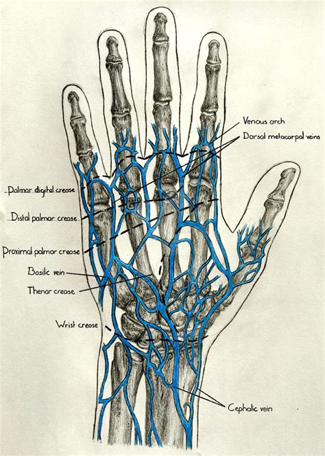 Venous System Of The Hand Art Print By Asklepios Medical Atlas Porn