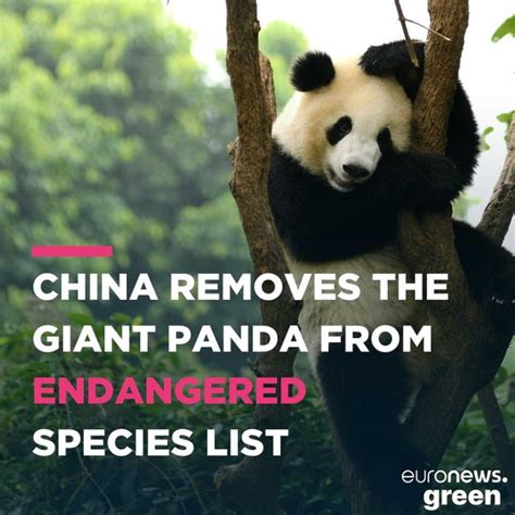 China Removes Giant Pandas From Its Endangered List Hebe Ma
