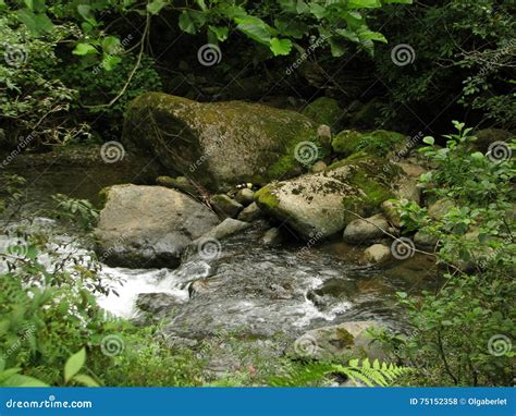Mountain River Flowing Among Mossy Stones Stock Photo Image Of Leaf