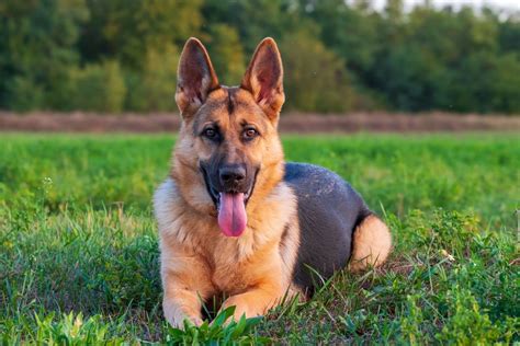 Are German Shepherds Hypoallergenic Facts And Care Tips