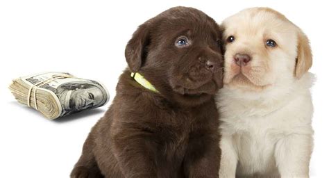 There is a window or sensitive period in which to socialize puppies. 63+ Cheap Cute Puppies For Sale Near Me - l2sanpiero