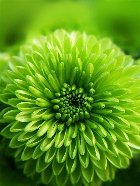 Dried mums are beautiful, natural and versatile. Green mum | Green flowers, Shades of green, Green life
