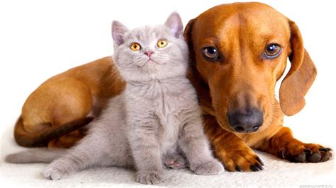 Cute Cats And Dogs Pics Cats And Dogs Wallpaper ·① Wallpapertag