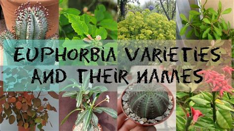 Different Types Of Euphorbia Plants Octopussgardencafe
