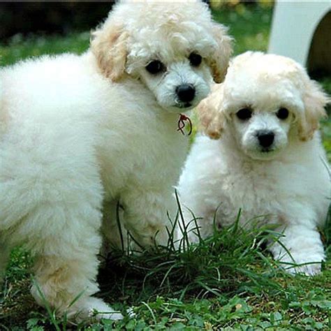 Poodle Puppies White Group Poodle Puppy White Poodle
