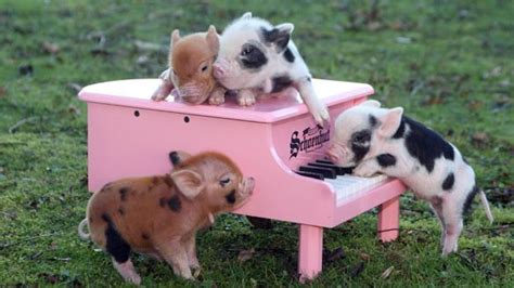 10 Pictures Of Cute Pigs That Prove They Are The Most Adorable Animals