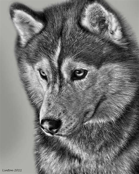 Siberian Husky 2 Digital Art By Larry Linton Pixels