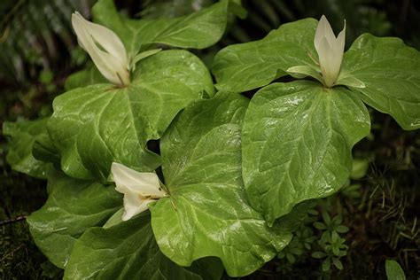 Trillium Chloropetalum Var Giganteum Giant Trillium White Form