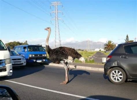Watch Ostrich Plays Chicken With Cars In Cape Town