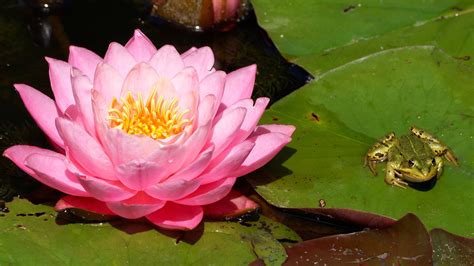 Frogs On Lily Pads