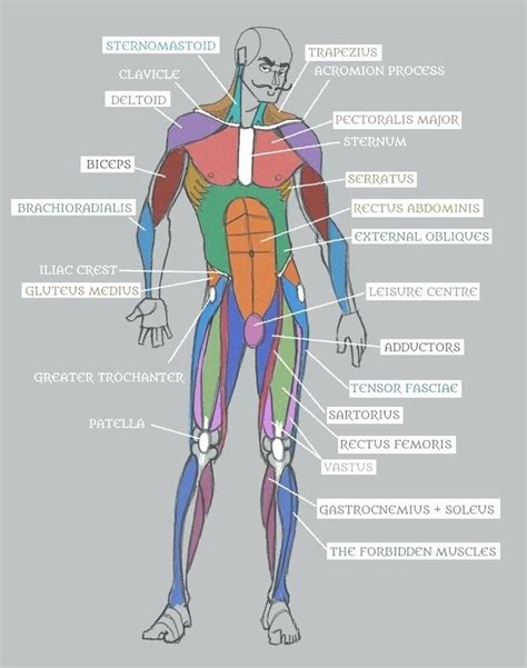 Human Muscles Diagram Human Muscles Diagram Human Muscle System