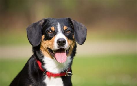 Entlebucher Mountain Dog—full Profile History And Care