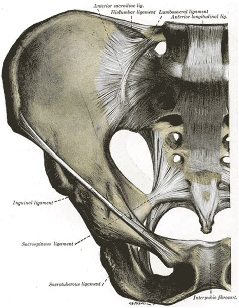 Inguinal Ligament Pain