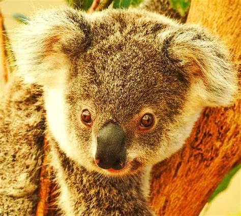 Button Shaped Fascinating Eyes Of The Koalas