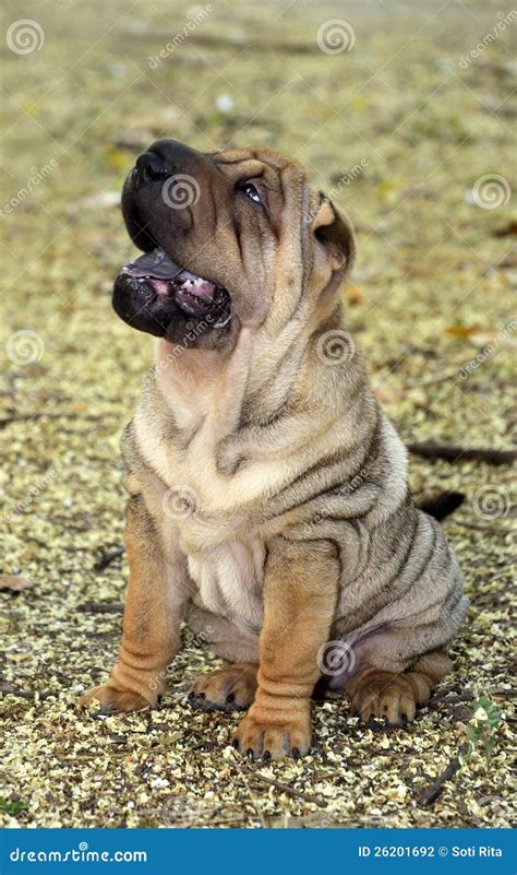 Sharpei Puppy Dog Sitting Stock Photo Image Of Mouth 26201692