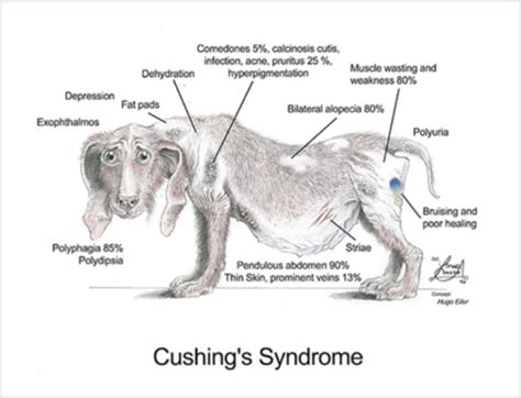 Sindromul Cushing La Caini Ce Este Si Cum Se Manifesta Aceasta Boala