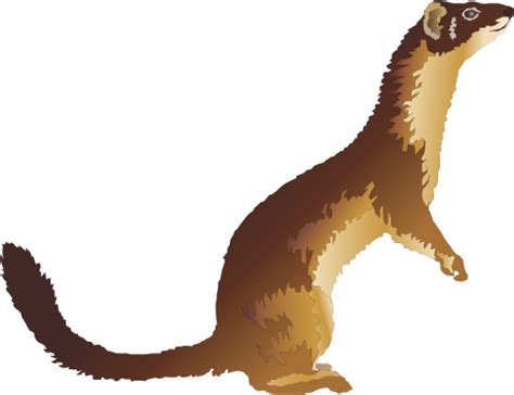 Weasels Png Images Transparent Background Png Play