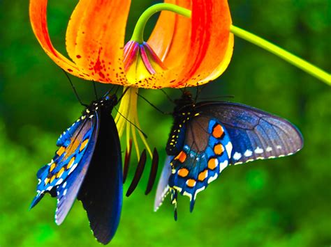 Beautiful Butterfly Garden Page 2 Forums At Psych Central