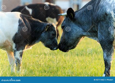 Krowy Macierzyste I łydkowa Miłość Belgijskie Błękitne Krowy Obraz Stock Obraz Złożonej Z