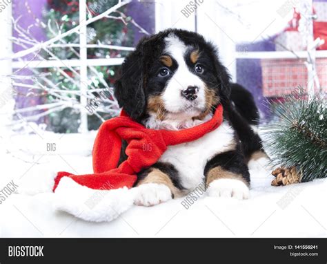 Bernese Mountain Dog Image And Photo Free Trial Bigstock
