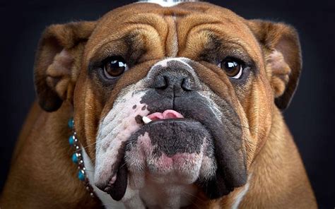 Download Wallpapers 4k English Bulldog Funny Dog Muzzle Dogs Cute