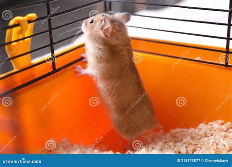 Cute Little Fluffy Hamster Playing In Cage Stock Image Image Of