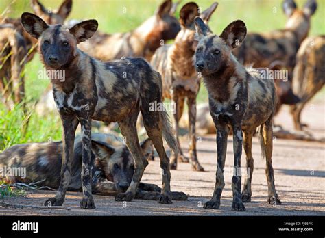 African Wild Dog African Hunting Dog Cape Hunting Dog Painted Dog