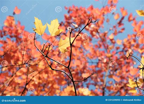 Autumn Foliage On A Blue Sky Background Stock Image Image Of Natural