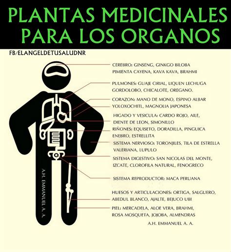 Plantas Medicinales Para Los Organos Plantas Medicinales Hiervas